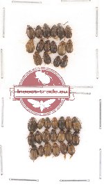 Scirtidae Scientific lot no. 2 (36 pcs)