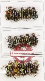 Scientific lot no. 50 Cetoniidae (15 pcs A-, A2)