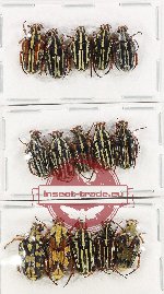 Scientific lot no. 50 Cetoniidae (15 pcs A-, A2)