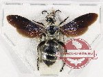 Scoliidae sp. 1A