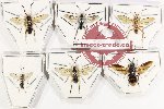 Scientific lot no. 413 Hymenoptera (Symphyta spp.) (6 pcs)