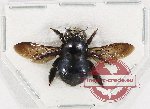 Xylocopa sp. 24