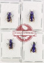 Scientific lot no. 24 Chrysididae (4 pcs)