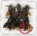 Scientific lot no. 406 Hymenoptera (6 pcs A-, A2)