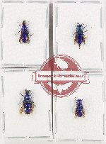 Scientific lot no. 26 Chrysididae (4 pcs)