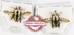 Scientific lot no. 421 Hymenoptera (2 pcs A2)