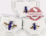 Scientific lot no. 22 Chrysididae (3 pcs)