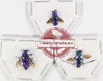 Scientific lot no. 21 Chrysididae (3 pcs)