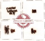 Scolitidae Scientific lot no. 2 (36 pcs)