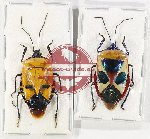 Scientific lot no. 1068 Heteroptera (2 pcs A-)