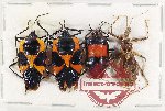 Scientific lot no. 1061 Heteroptera (4 pcs A2)