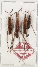 Scientific lot no. 1063A Heteroptera (4 pcs)