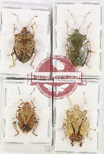 Scientific lot no. 1070 Heteroptera (4 pcs - 1 pc A2)
