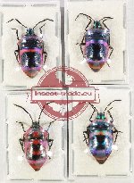 Scientific lot no. 1067 Heteroptera (4 pcs)