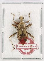 Scientific lot no. 1064 Heteroptera (1 pc)