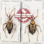 Scientific lot no. 1069 Heteroptera (2 pcs - 1 pc A2)