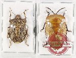 Scientific lot no. 1066 Heteroptera (2 pcs)