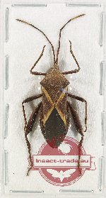 Coreidae sp. 20 (A2)