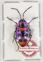 Scutellarinae sp. 57 (A2)