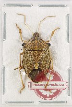 Pentatomidae sp. 55