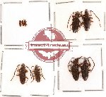 Silvanidae Scientific lot no. 1 (9 pcs)