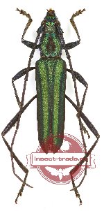 Callichromatini sp. 23