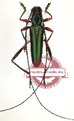 Callichromatini sp. 22 (A2)