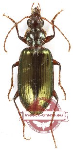 Platyninae sp. 1