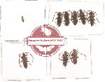 Silvanidae Scientific lot no. 2 (9 pcs)