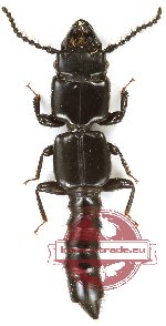 Staphylinidae sp. 11