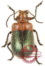 Chrysomelidae sp. 70