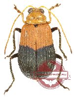 Chrysomelidae sp. 69
