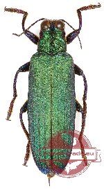 Demochroa detanii