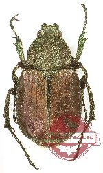 Gnorimus subopacus