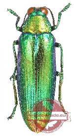 Chrysochroa bimaensis ssp.