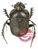 Scarabaeus sp. 1 (5 pcs)