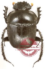 Scarabaeus sp. 2