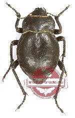 Tenebrionidae sp. 111 (A2)