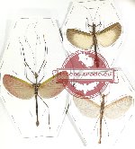 Scientific lot no. 36 Phasmidae (3 pcs A2)