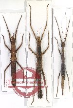 Scientific lot no. 31 Phasmidae (3 pcs A-, A2)