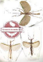 Scientific lot no. 34 Phasmidae (3 pcs - 2 pcs A2)