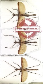 Scientific lot no. 29 Phasmidae (3 pcs A2)