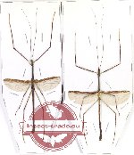 Scientific lot no. 26 Phasmidae (2 pcs A2)