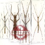 Scientific lot no. 30 Phasmidae (4 pcs A, A-, A2)