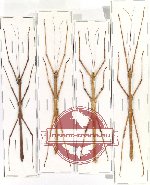 Scientific lot no. 24 Phasmidae (4 pcs)