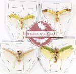 Scientific lot no. 37 Orthoptera (4 pcs A, A-, A2)