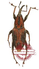 Curculionidae sp. 128