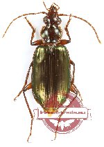 Carabidae sp. 56 (A2)