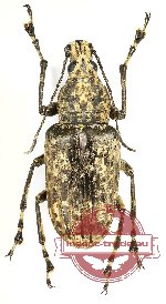 Meganthribus sp. 2