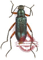 Tenebrionidae sp. 113